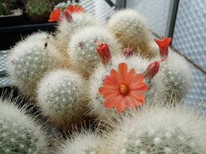 mammalopsis senilis 1