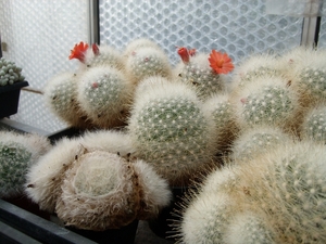 mammalopsis senilis 3