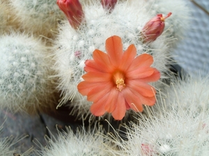 mammalopsis senilis
