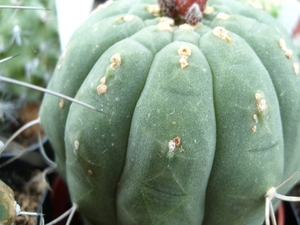 matucana madisorium 1
