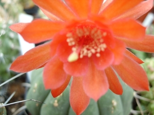 matucana madisorium