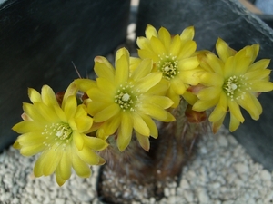 mila caespitosa