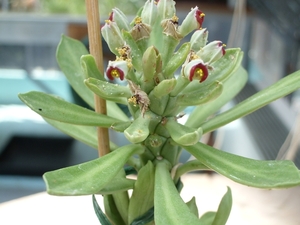 monadenium stapeliodes 1
