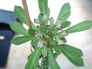monadenium stapeliodes
