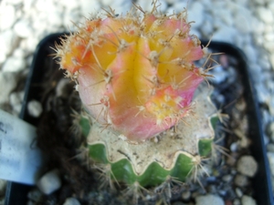 Myrtillocalycium pholyp