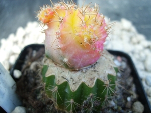 Myrtillocalycium pholyp1
