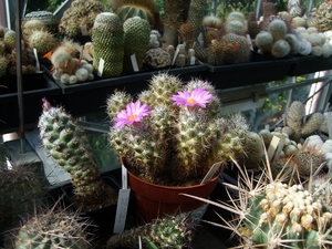 neolloydea matehualensis