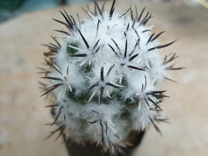 neoloydea conodea 1