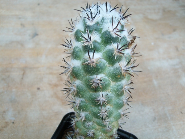 neoloydea conodea