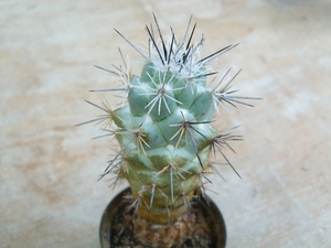neoloydea grandiflora