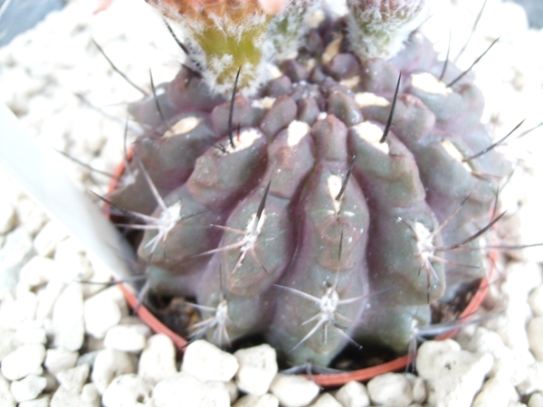 neoporteria chilensis 1