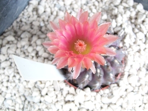 neoporteria chilensis