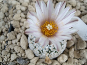 normanbokea valdiziana v. albiflora