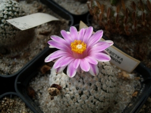 normanbokea valdiziana