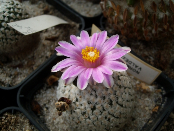 normanbokea valdiziana