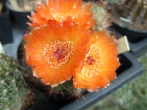 Notocactus v. venclu
