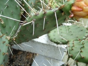 opunthia phaeacantha v. macrorhiza 1