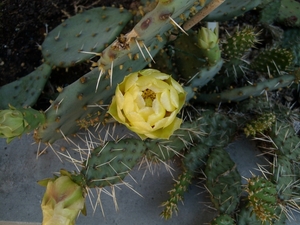 opuntia 1