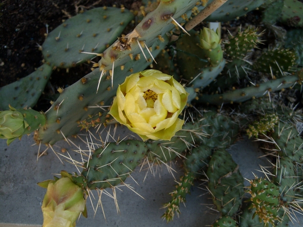opuntia 1