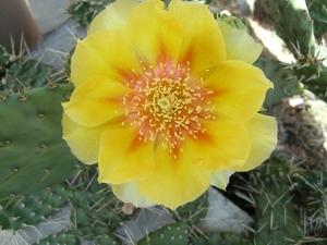 opuntia 2