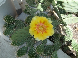 opuntia 3