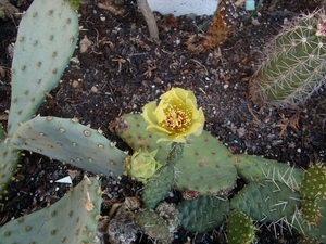 opuntia 4