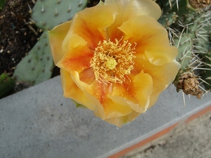 opuntia 5