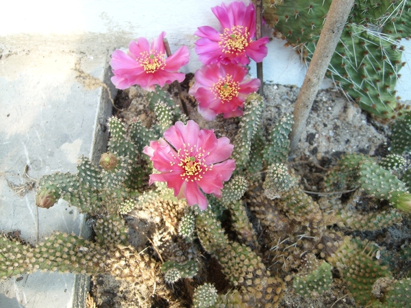 opuntia 7