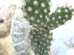 opuntia 8