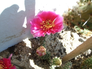 opuntia 9
