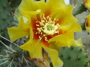 opuntia phaeacantha v. macrorhiza