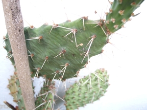 opuntia polyacantha 1