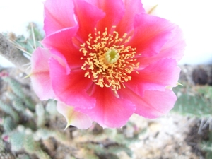 opuntia polyacantha