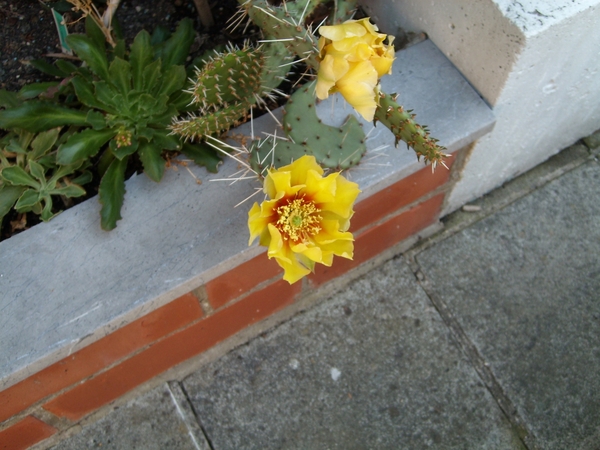 opuntia