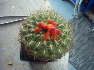 oroya peruviana
