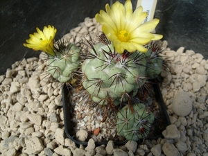 ortegocactus macdougallii