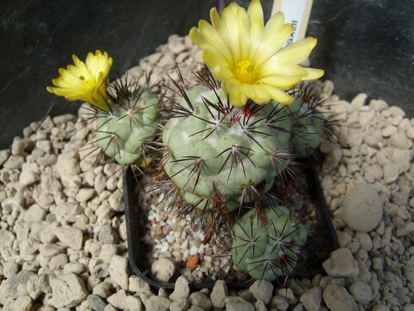 ortegocactus macdougallii