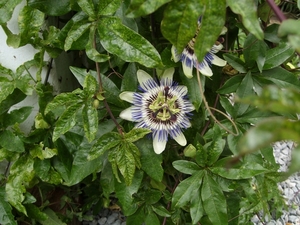 passieflora