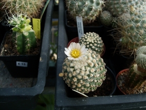 pediocactus