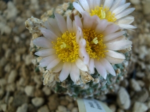 pediocactus knoxltonii