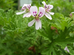pelargonium crispum