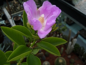 pereskia grandiflora 1