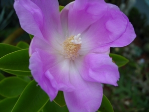 pereskia grandiflora 2