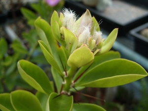 pereskia grandiflora