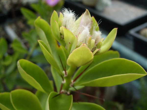 pereskia grandiflora