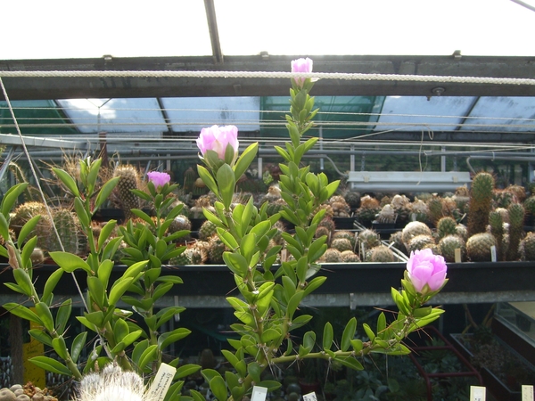 pereskia grandifolia