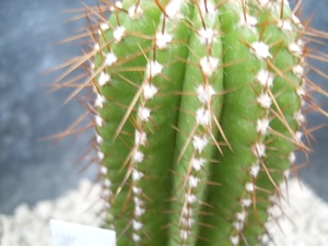 pierrebraunia bahiensis 1