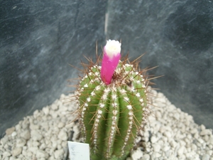 pierrebraunia bahiensis