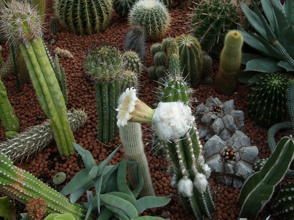 pilocereus  palmeri 1