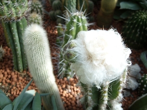 pilocereus  palmeri